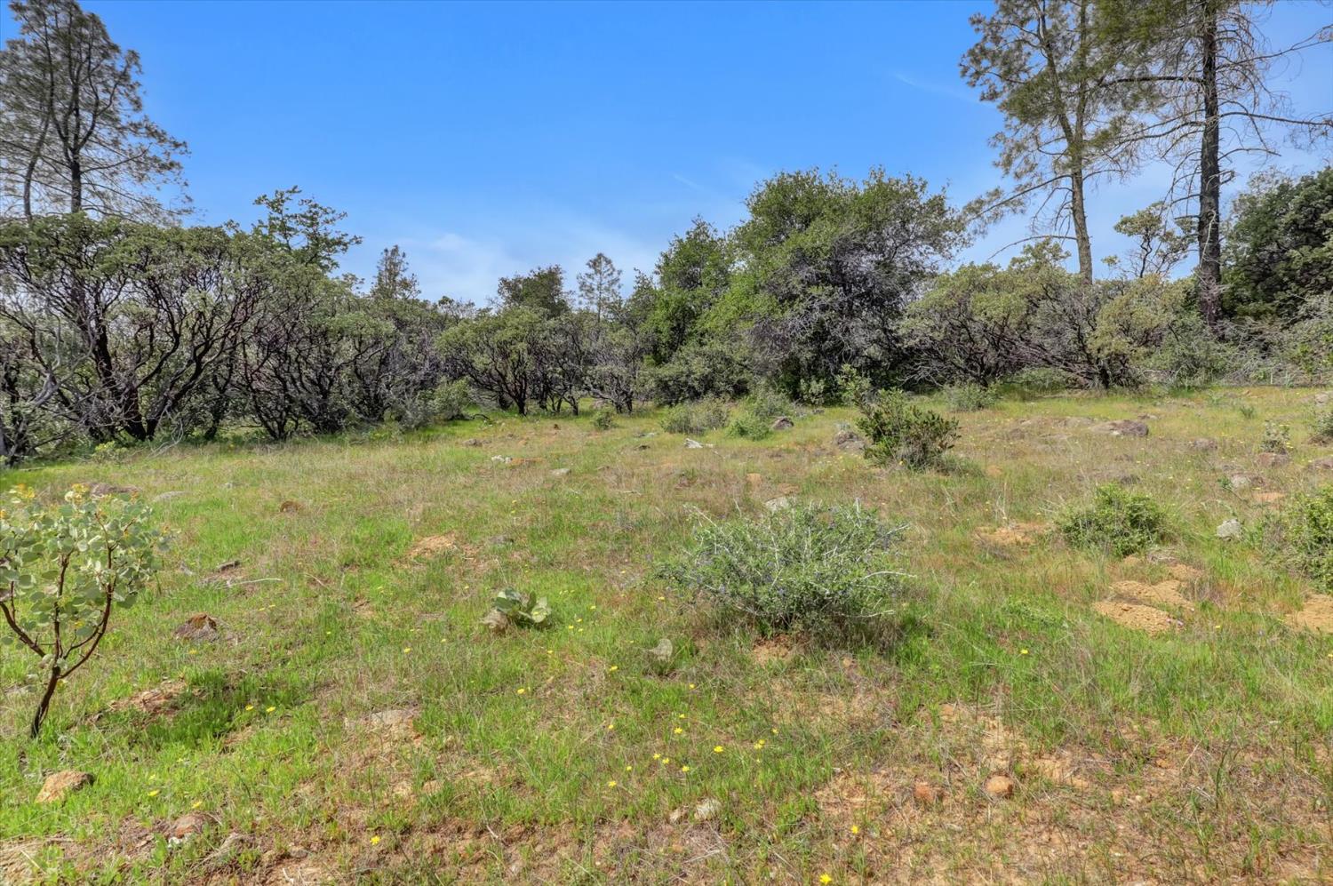 13886 Meadow Valley Road Dobbins, CA 95935 - Photo 86 of 99 a view of a yard with a tree