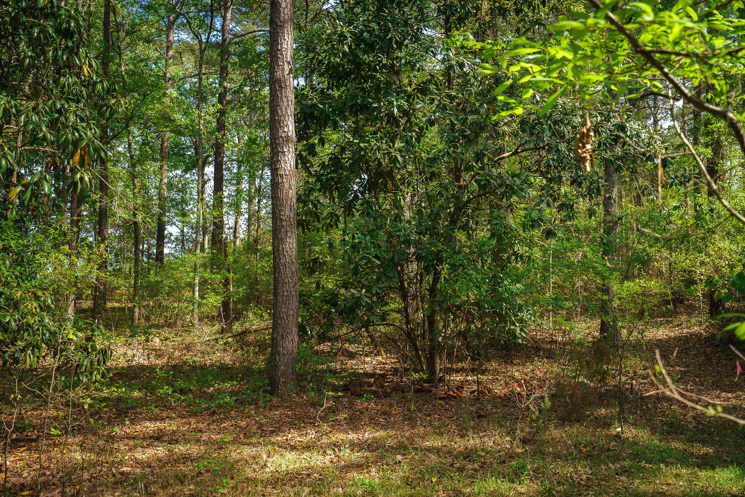 Lot 3 Banks Mill Road Southeast Aiken, SC 29803 - Photo 13 of 42