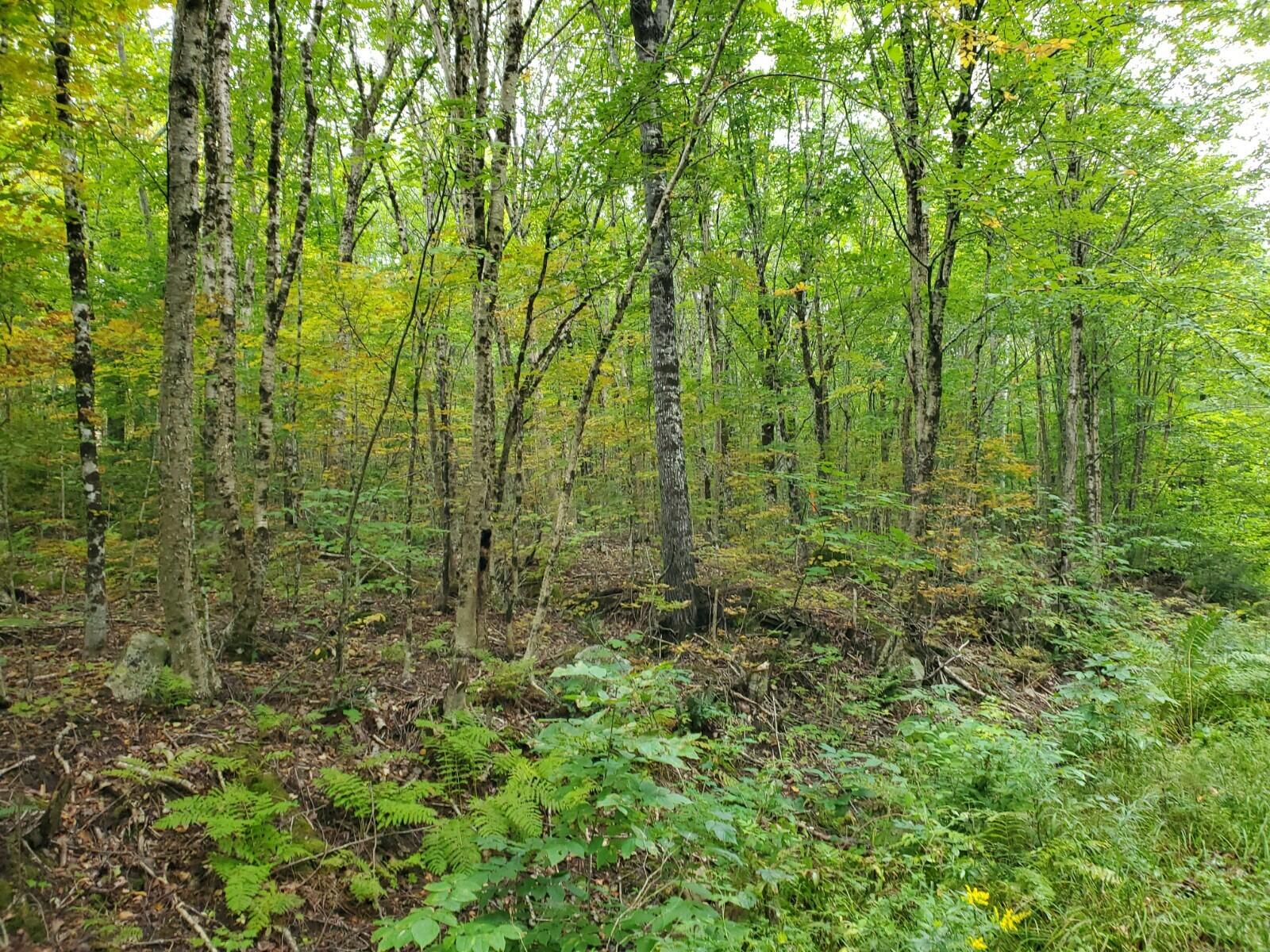 Off Vista View Road Lakeville, ME 04487 - Photo 9 of 10 20210915_115521