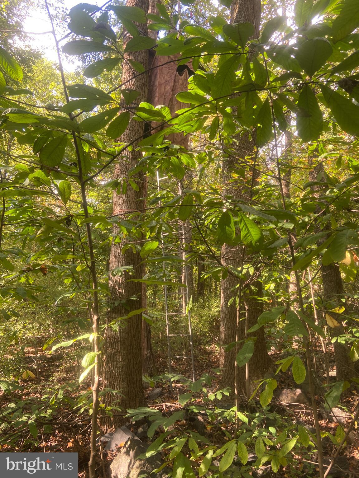 8939 Hawbottom Road Middletown, MD 21769 - Photo 81 of 92 Hunting stand