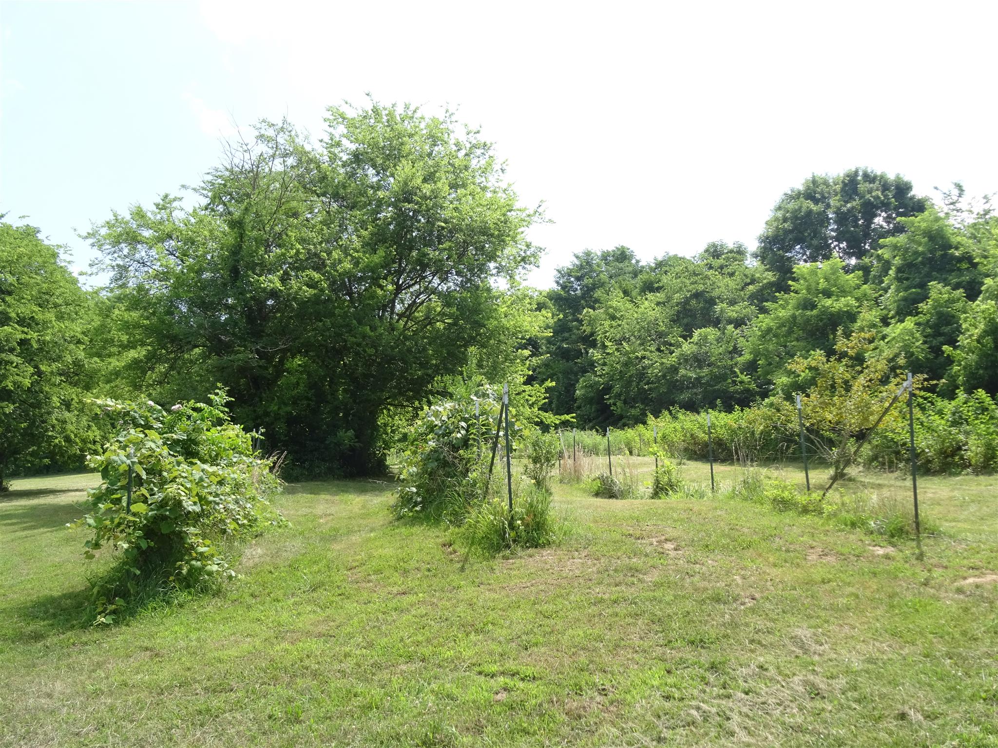 1246 Dillon Road Milton, TN 37118 - Photo 23 of 29 a view of an outdoor space and a yard