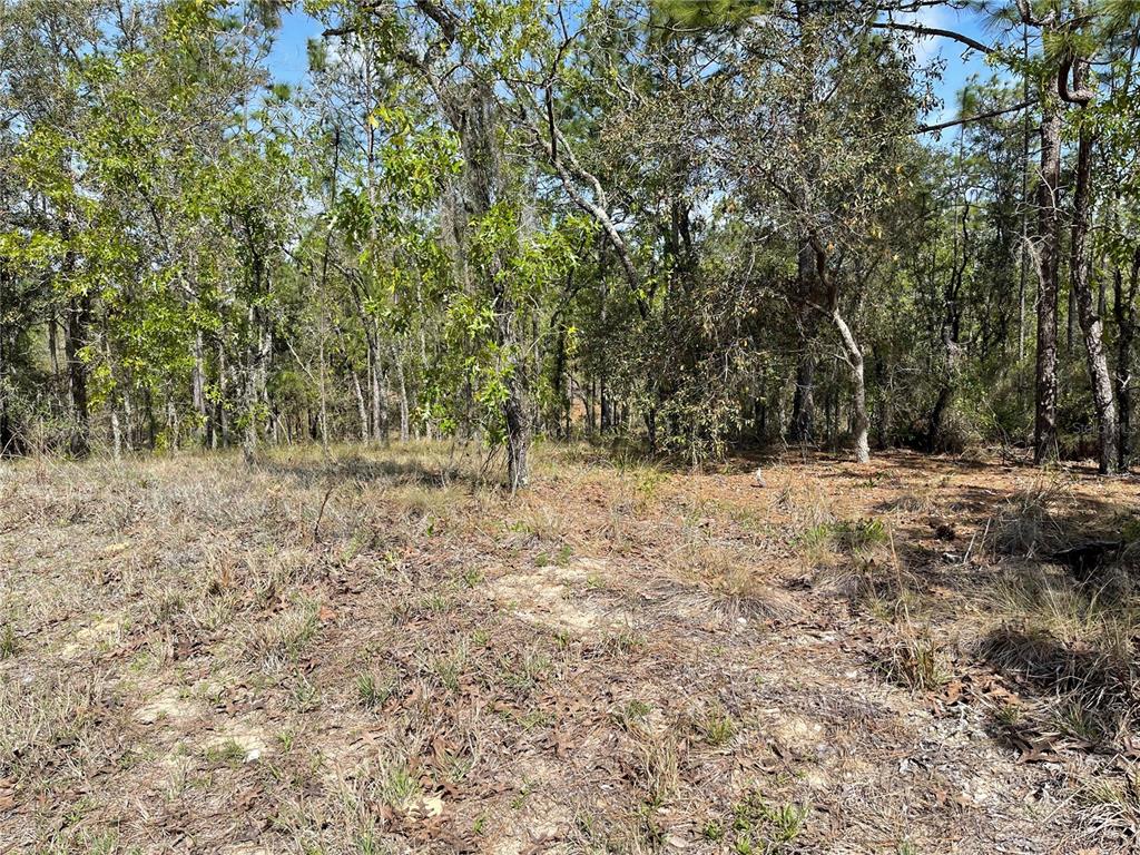 6 Southeast 2nd Street Williston, FL 32696 - Photo 2 of 5