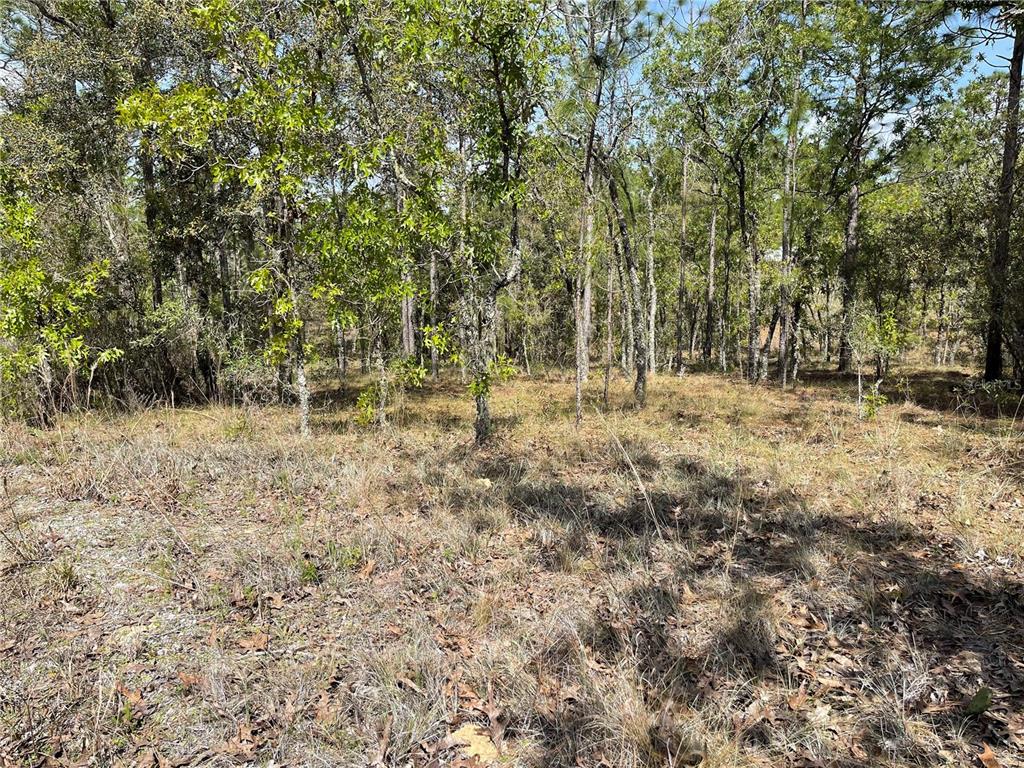 6 Southeast 2nd Street Williston, FL 32696 - Photo 4 of 5