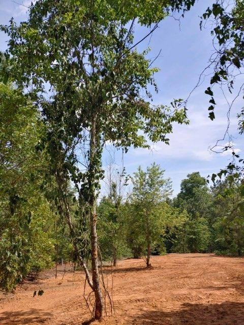 2040 Greenland Road Blythe, GA 30805 - Photo 3 of 3