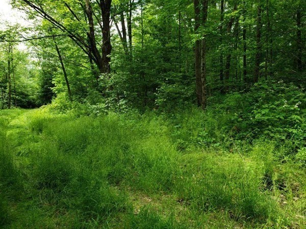 0 Campbell Road Chester, MA 01011 - Photo 1 of 4