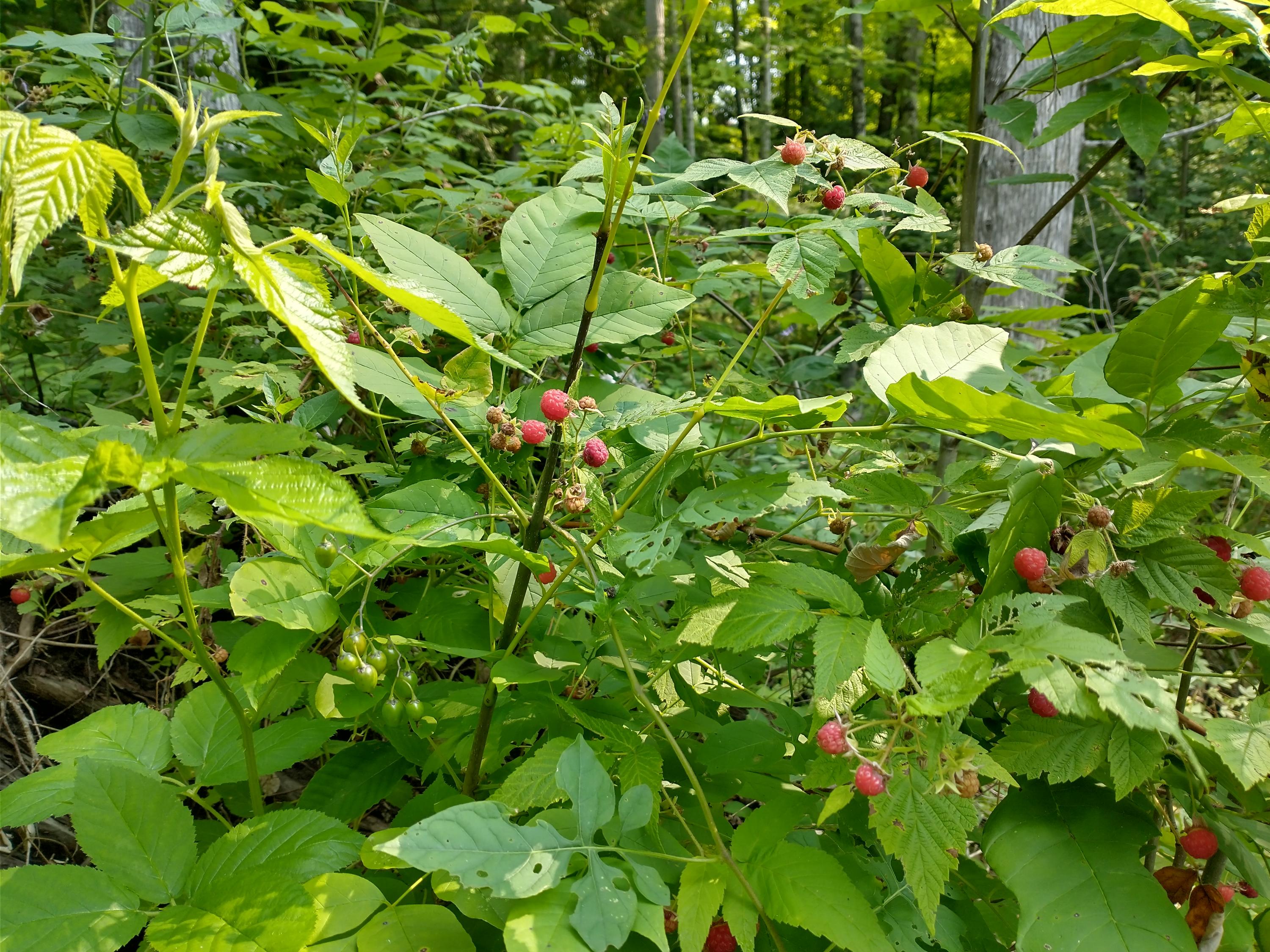 40-acres Burrows Road Wolverine, MI 49799 - Photo 21 of 22 Gallery Image 21