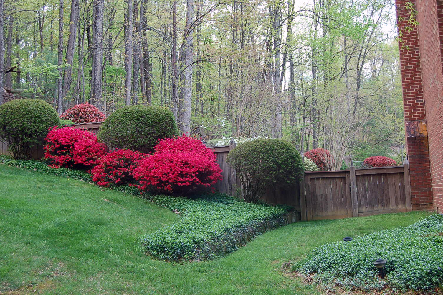 52 Ridgeview Road Blue Ridge, VA 24064 - Photo 42 of 46 a view of a backyard with plants and large trees
