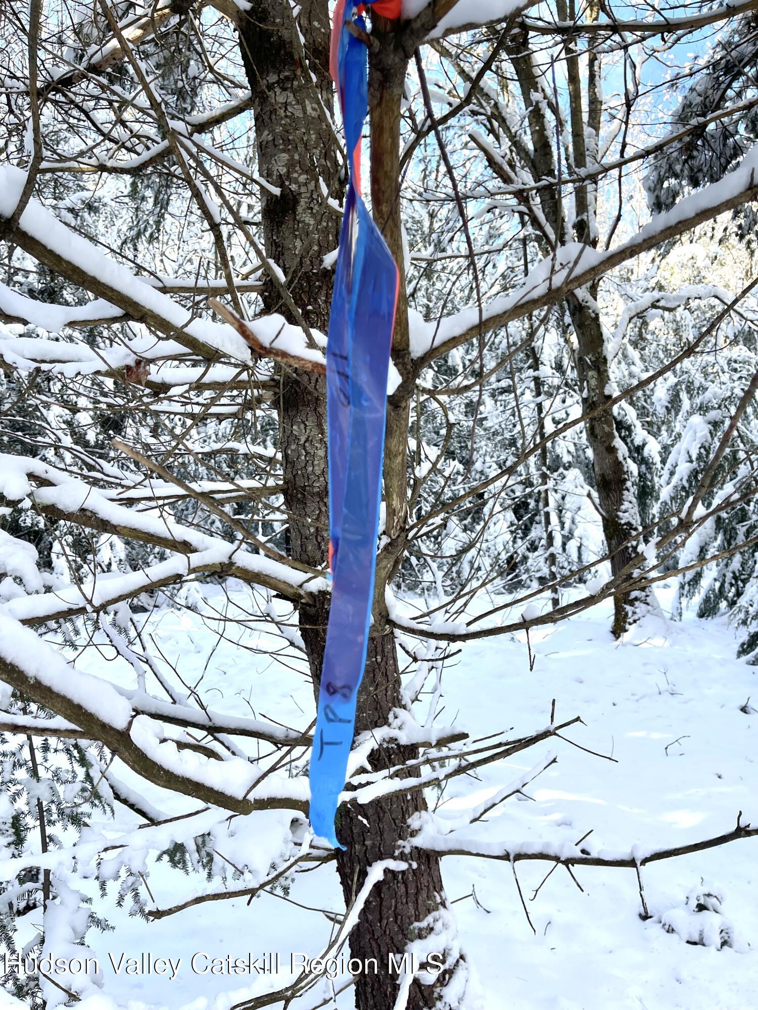 557 Campbell Road Windham, NY 12496 - Photo 4 of 11 a picture of a tree