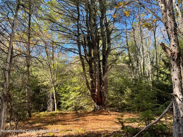 a view of a yard with large trees