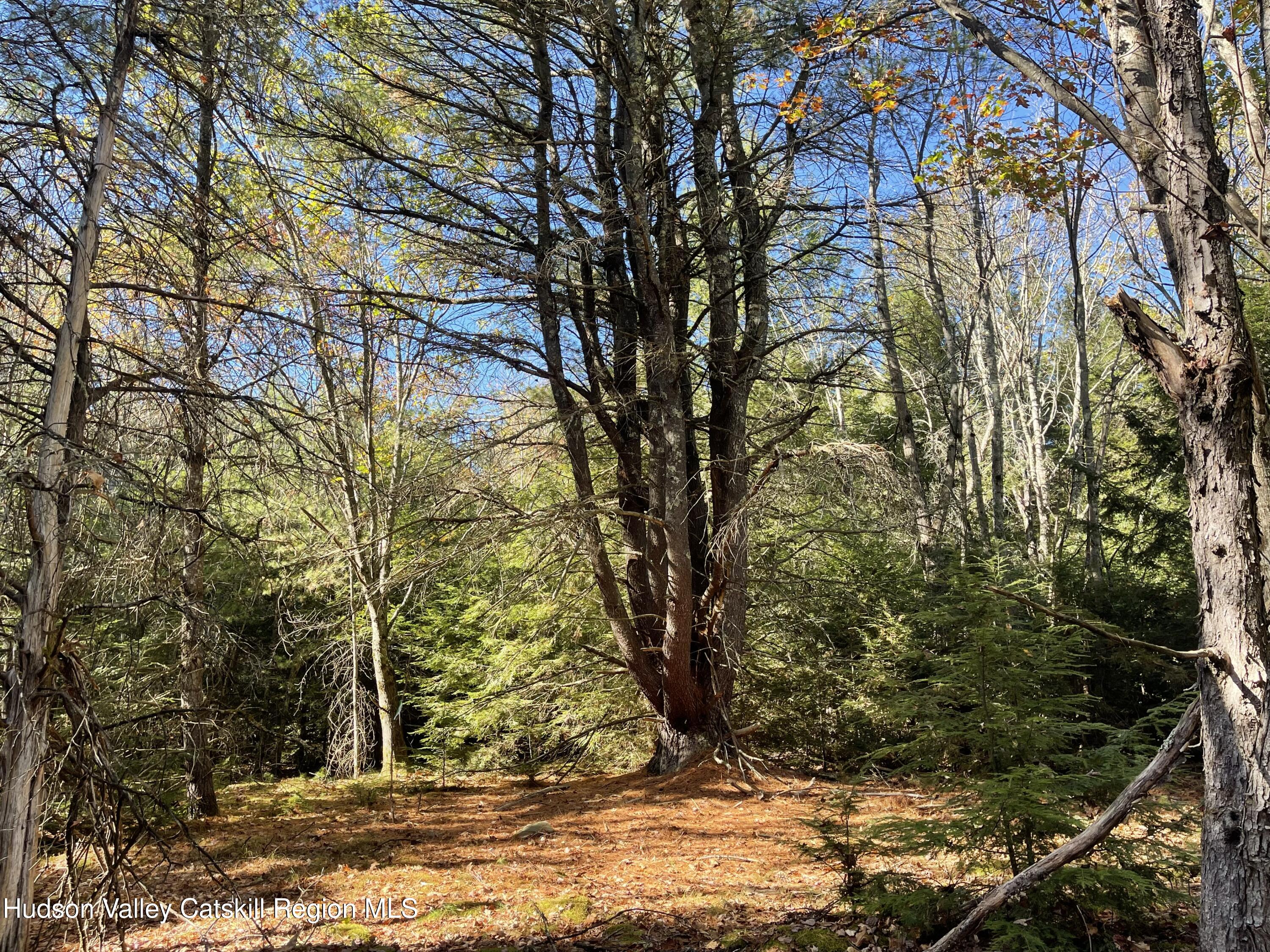 557 Campbell Road Windham, NY 12496 - Photo 5 of 11 a view of a yard with large trees