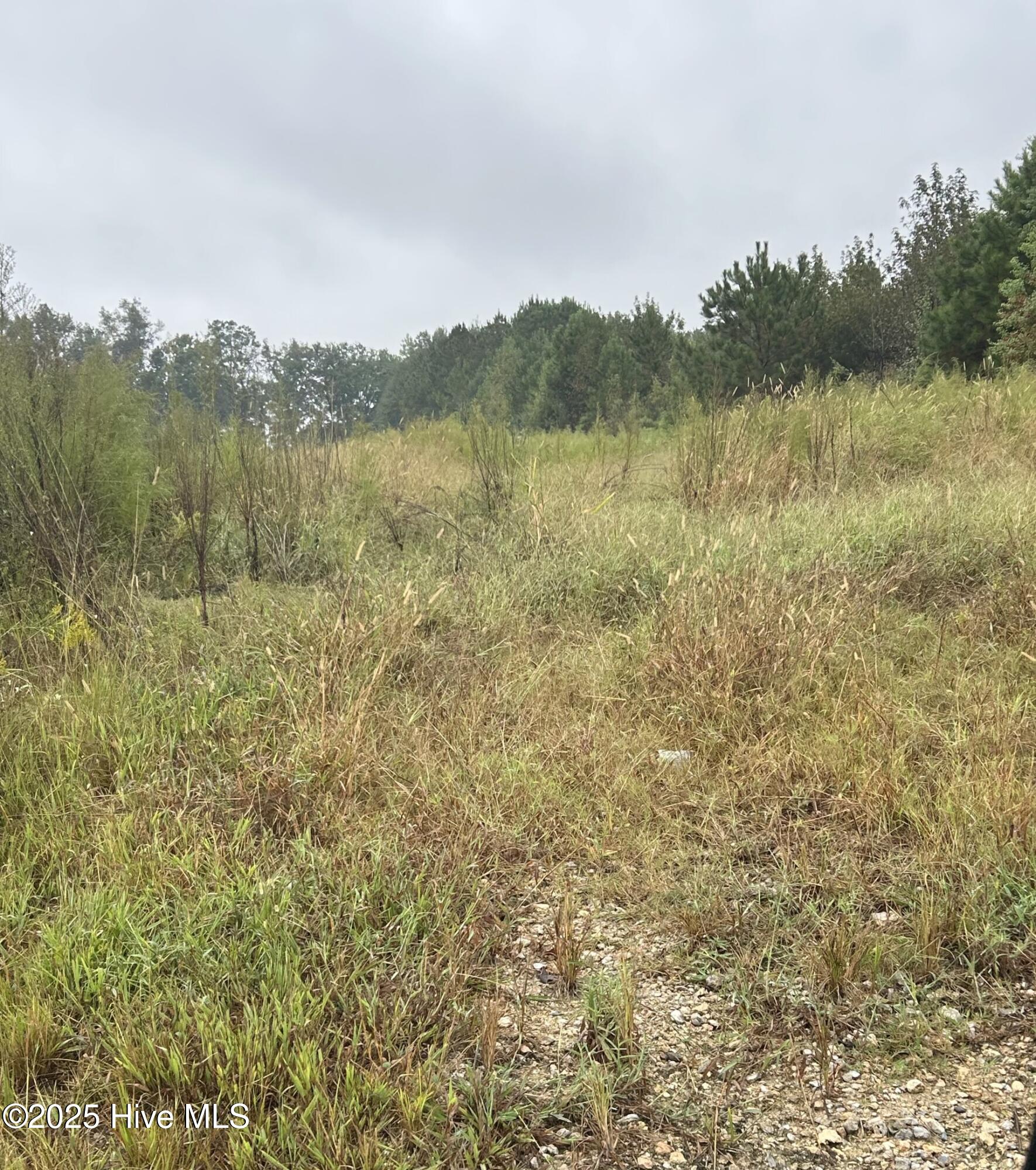 11.98 Pelham Road Willard, NC 28478 - Photo 3 of 6 11.9 Pelham Rd