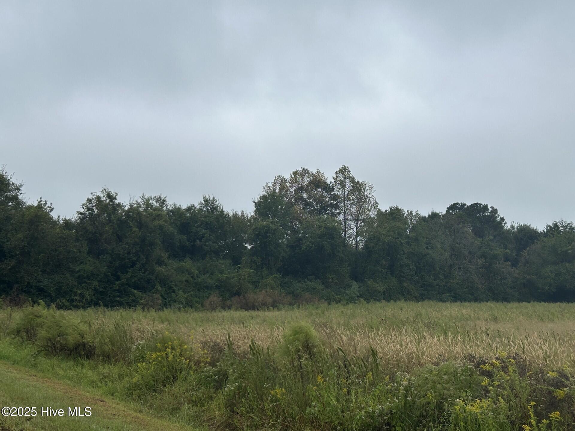 11.98 Pelham Road Willard, NC 28478 - Photo 4 of 6 11.9 Pelham Rd