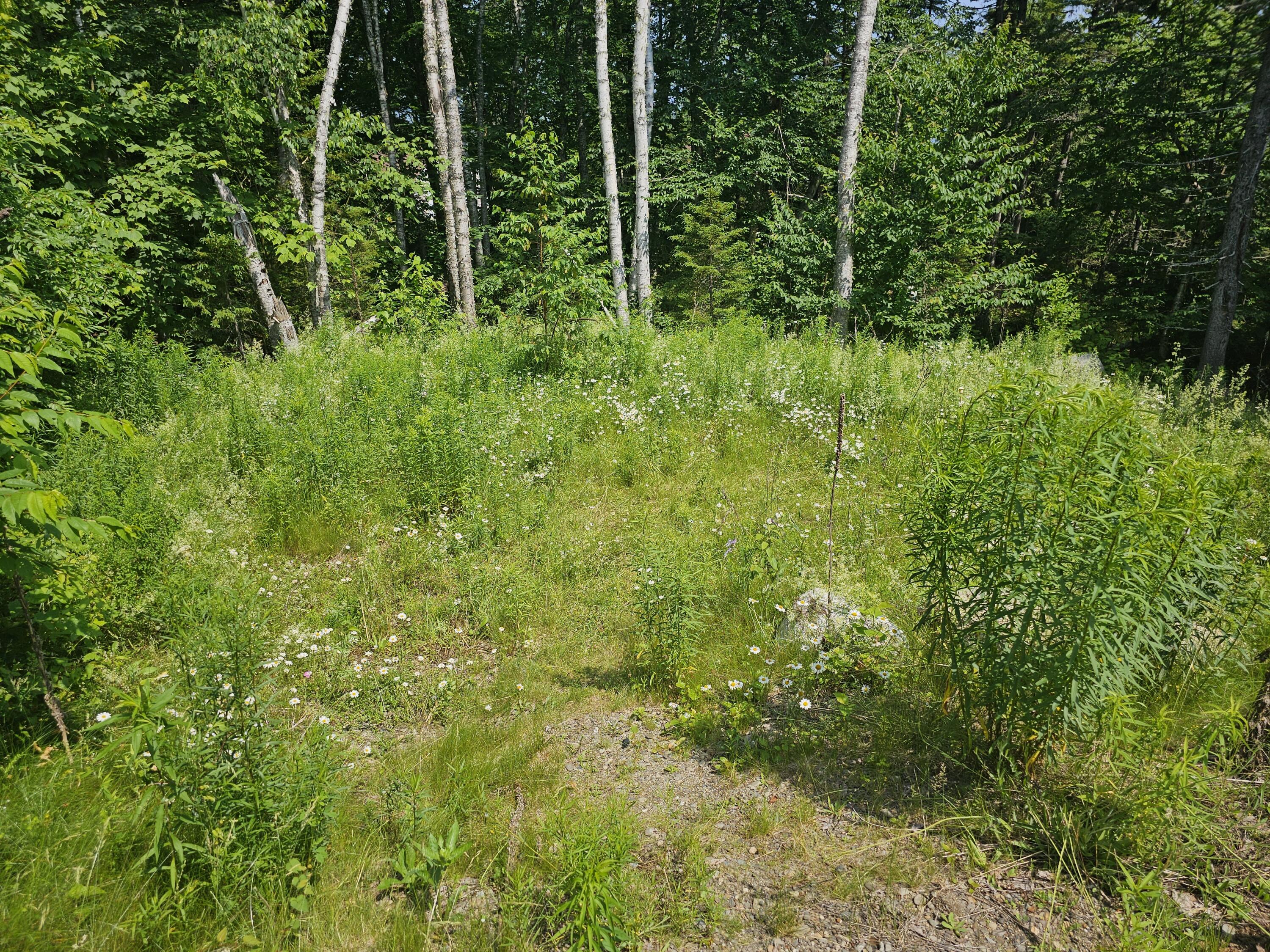 Lot 6 Boulder Road Danforth, ME 04424 - Photo 7 of 12 20230706_105615