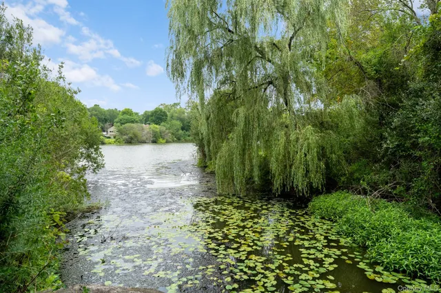 a view of a garden with plants and large trees