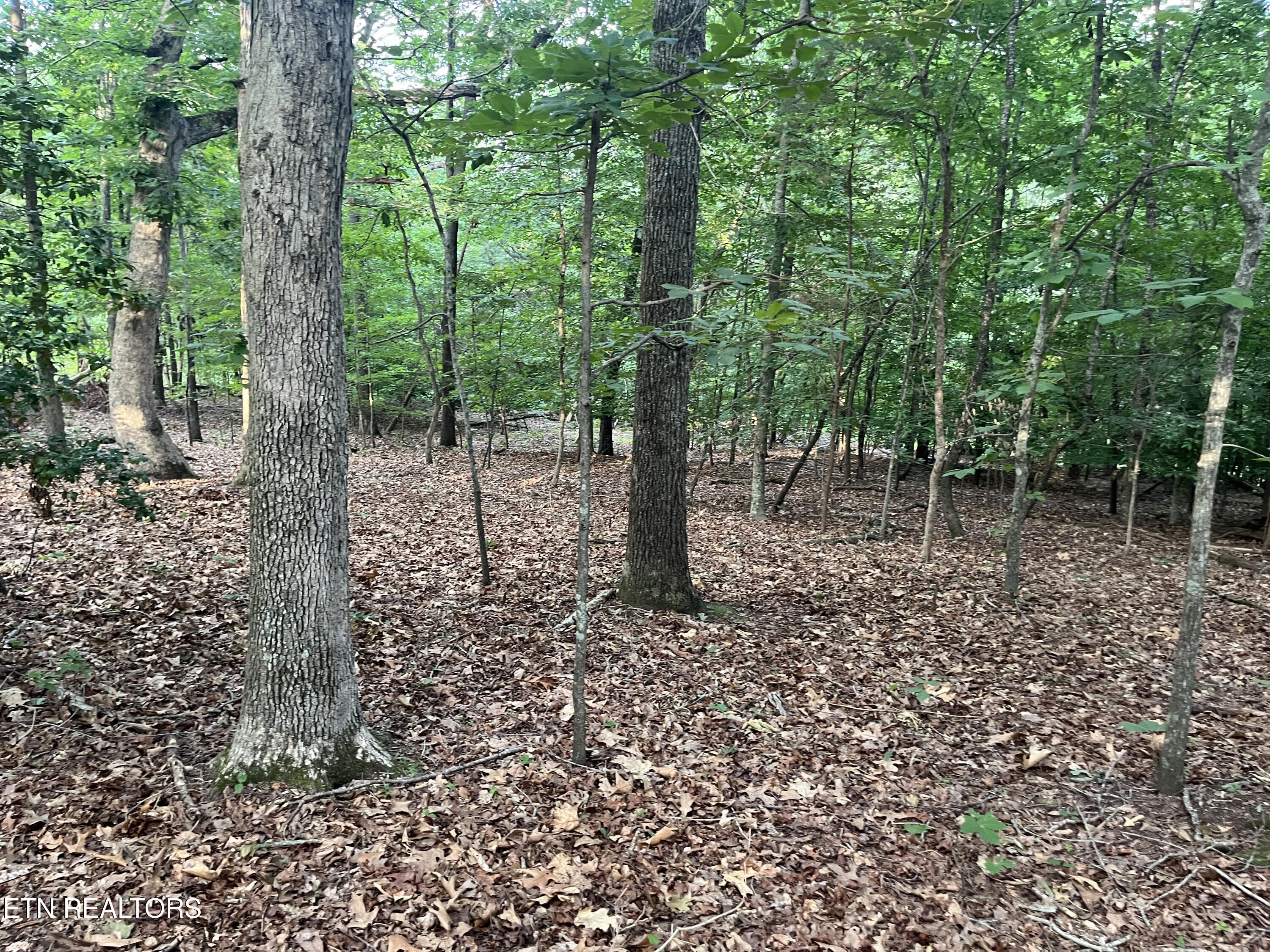 3278 Hillside Road White Pine, TN 37890 - Photo 16 of 18 IMG_5516