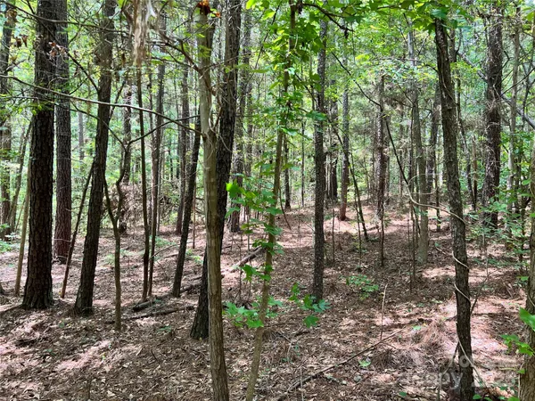 a view of forest