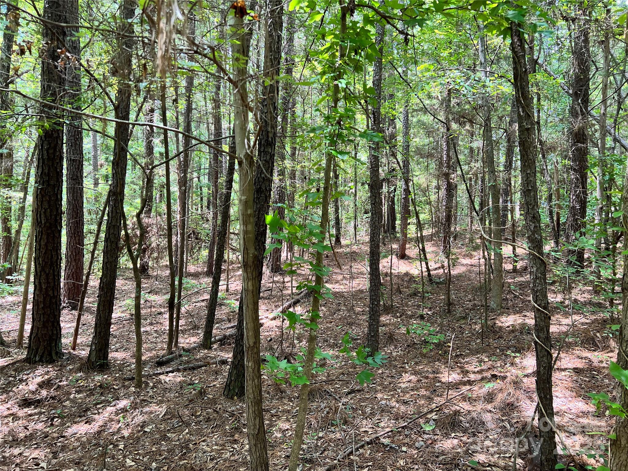 Lot 7-8 Highway 215, Unit SOUTH Jenkinsville, SC 29065 - Photo 11 of 23 a view of forest