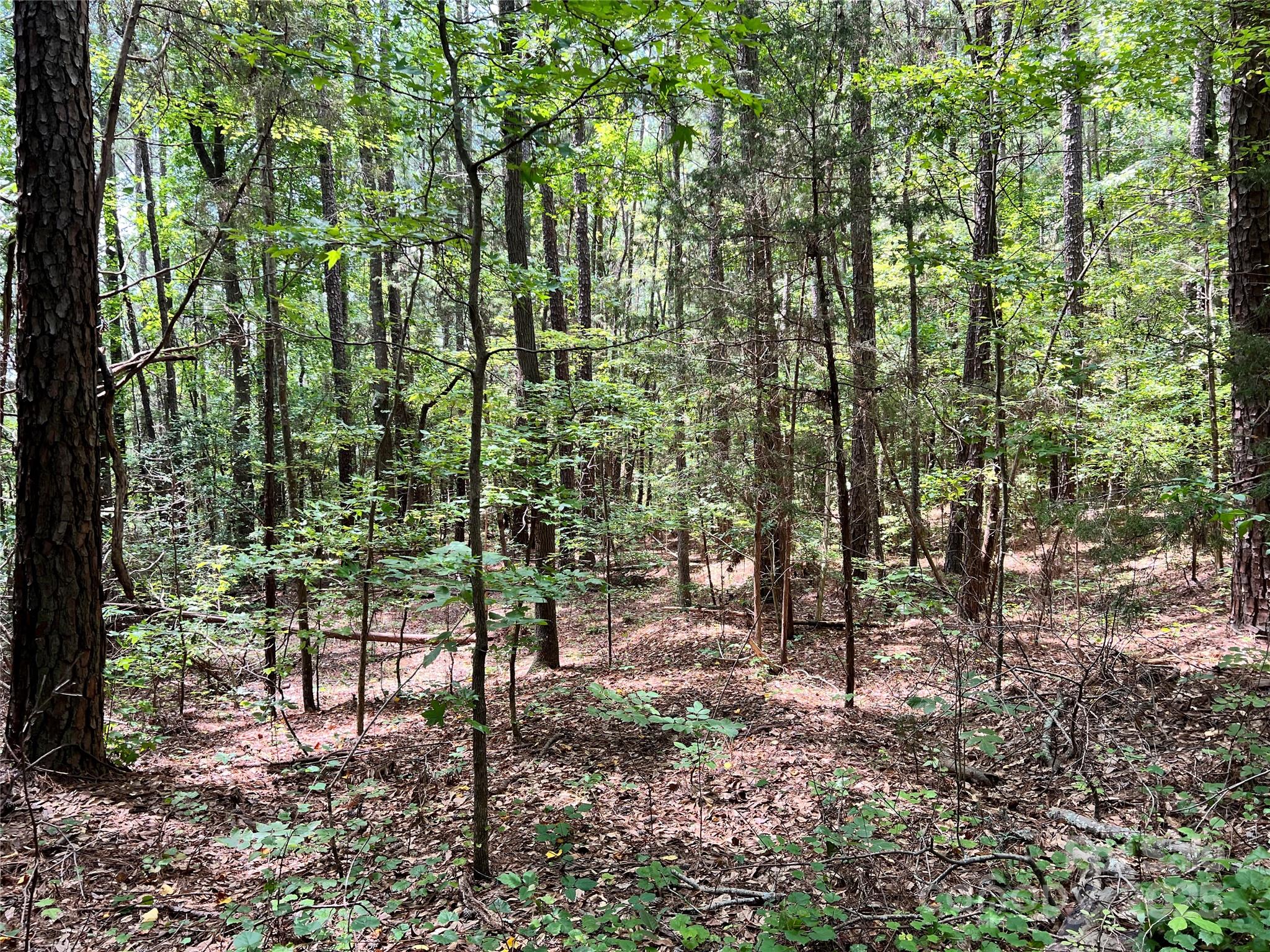 Lot 7-8 Highway 215, Unit SOUTH Jenkinsville, SC 29065 - Photo 13 of 23 a view of a yard with plants and large trees