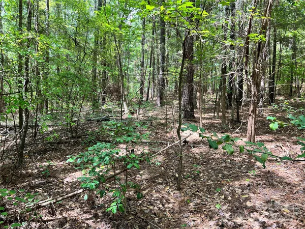 a view of a forest with trees