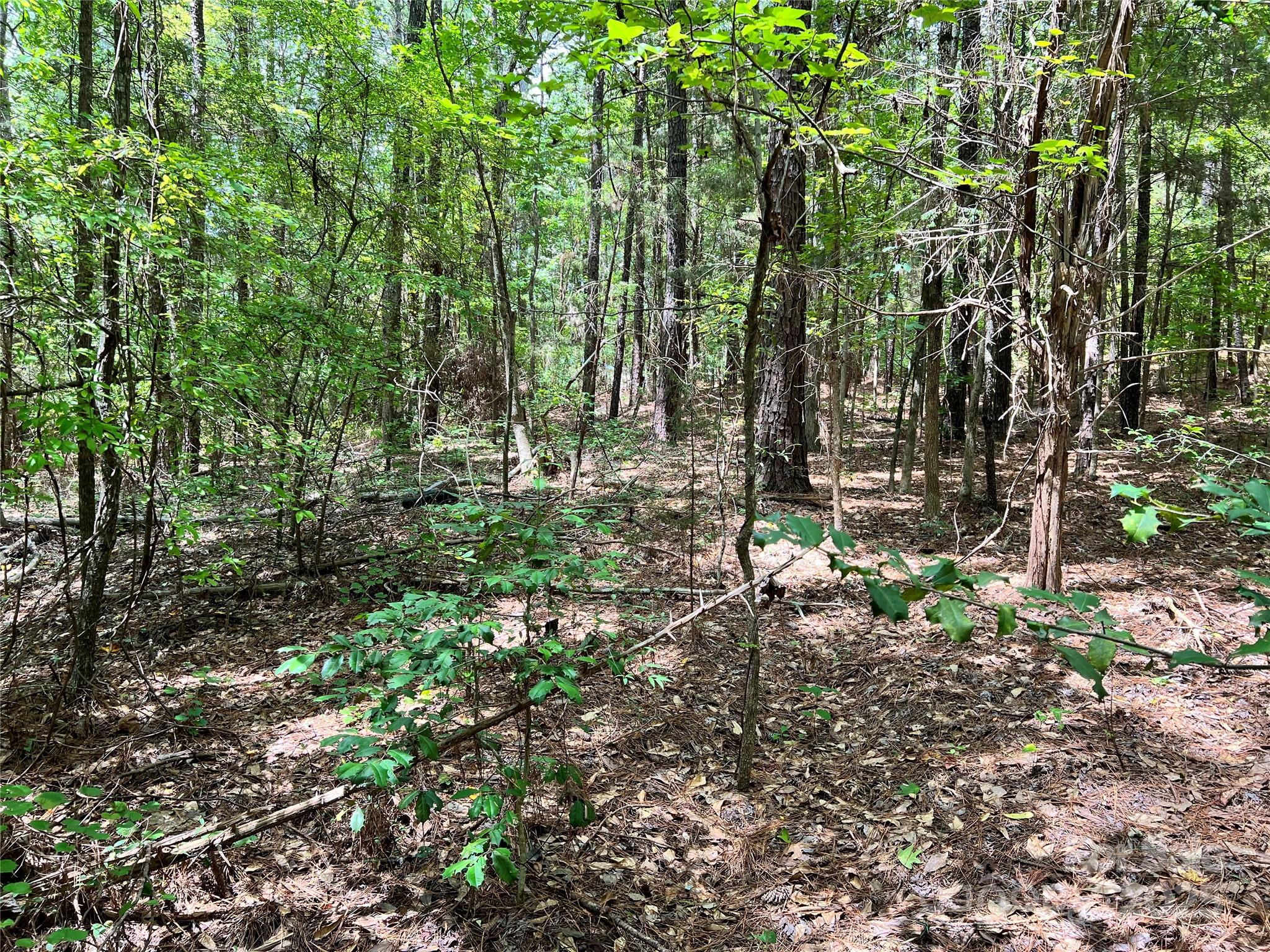 Lot 7-8 Highway 215, Unit SOUTH Jenkinsville, SC 29065 - Photo 17 of 23 a view of a forest with trees