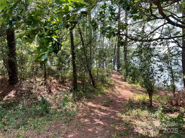 a view of forest