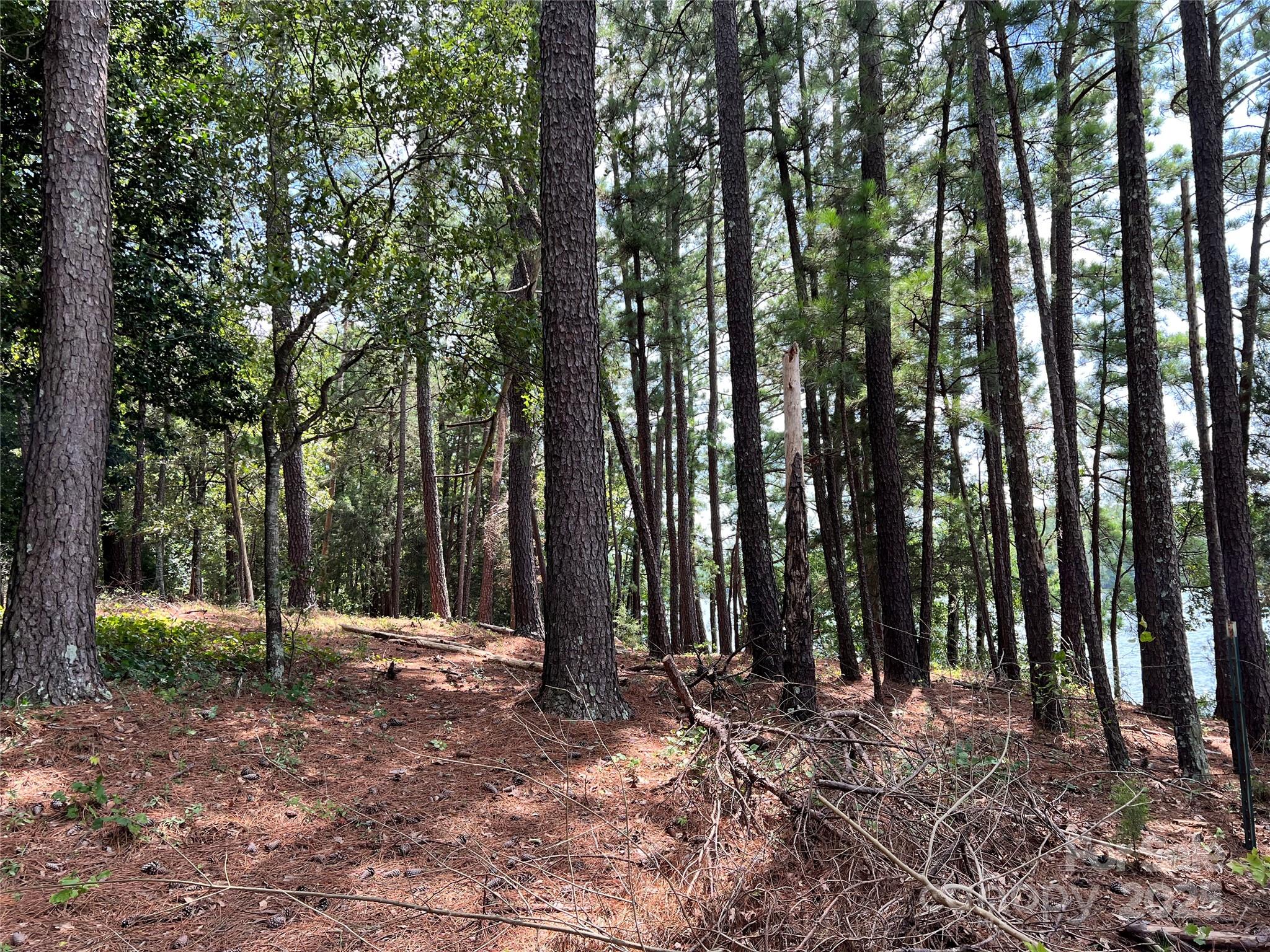 Lot 7-8 Highway 215, Unit SOUTH Jenkinsville, SC 29065 - Photo 20 of 23 a view of outdoor space with lots of trees