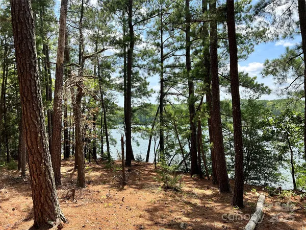 a view of a forest with trees
