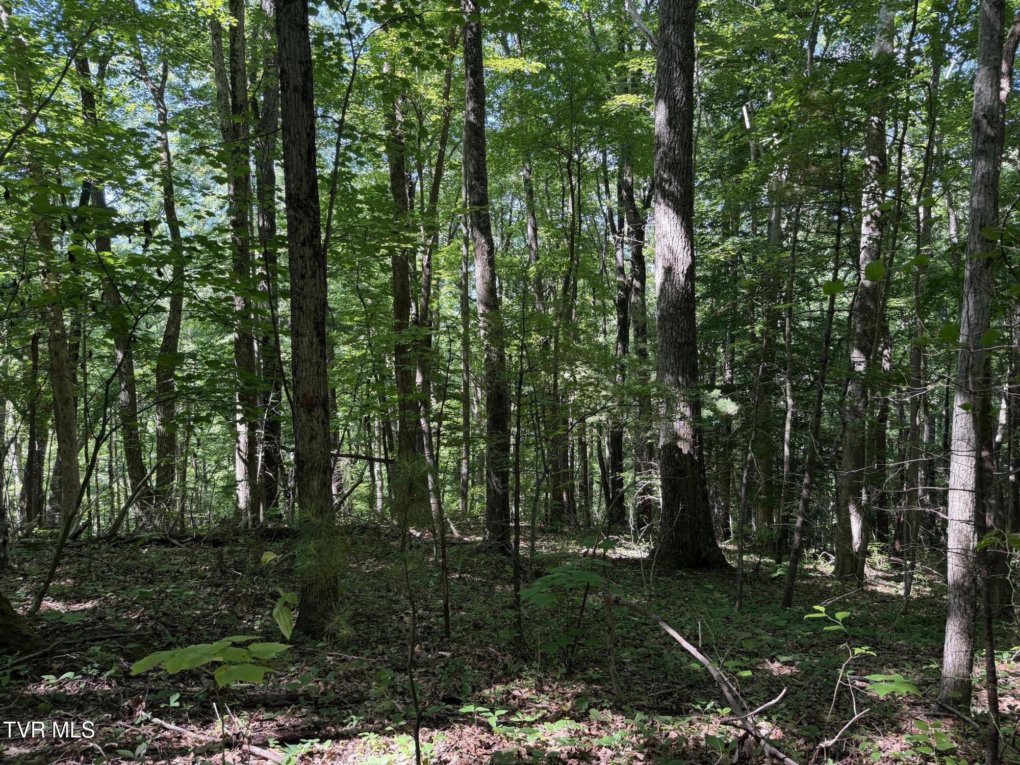 1575 Rice Creek Road Flag Pond, TN 37657 - Photo 42 of 45 IMG_6412