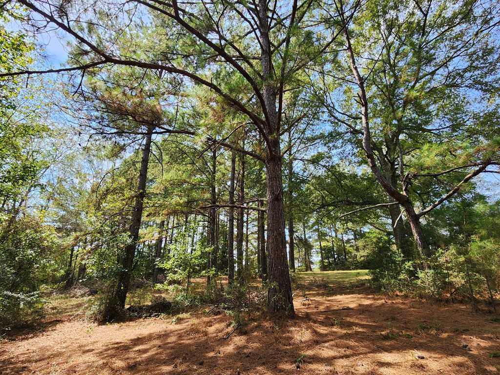 69 West Burnette Road Jayess, MS 39641 - Photo 66 of 74 Photo 66