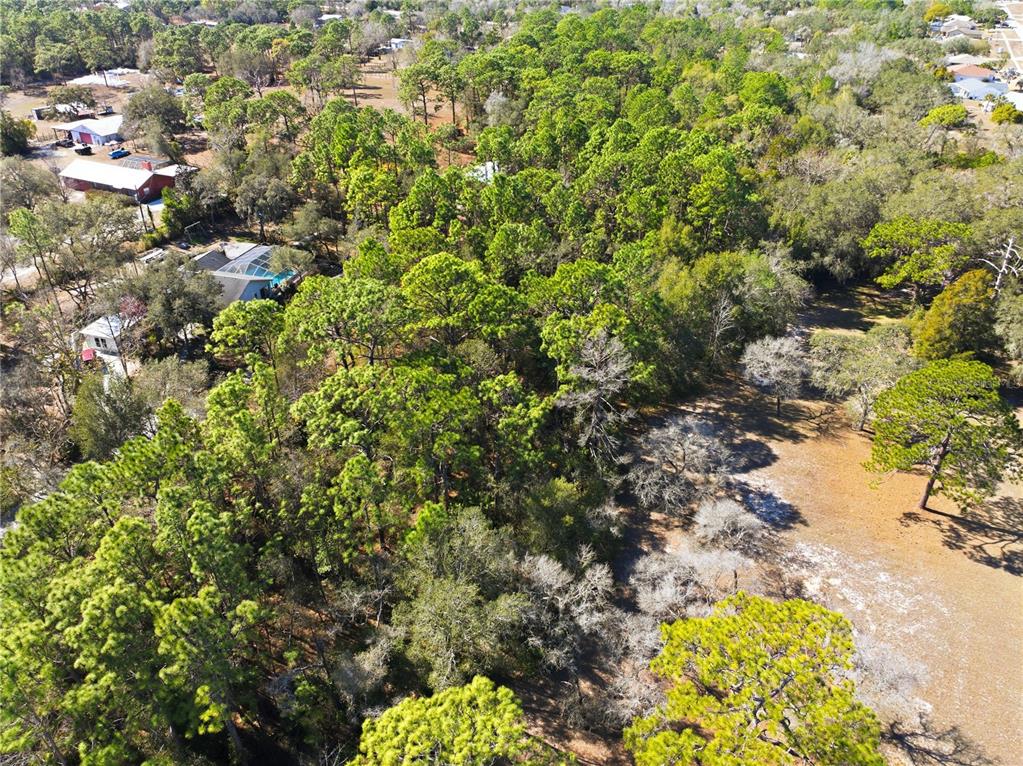 0 Barclay Avenue Spring Hill, FL 34609 - Photo 7 of 16 a view of a tree with a yard