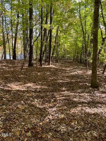 a view of a forest with trees