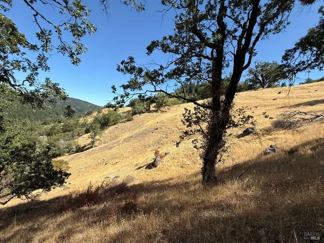 a view of a field with a tree