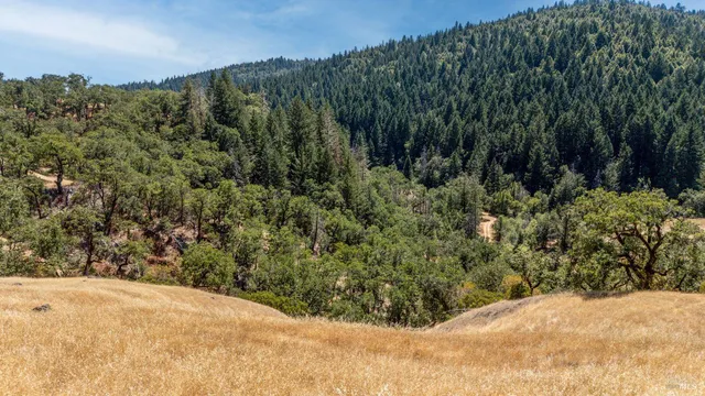 a view of a forest with a tree