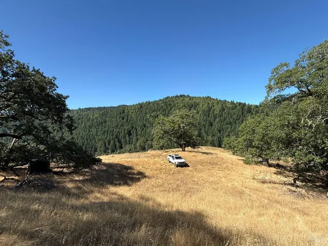 a view of a yard with a tree