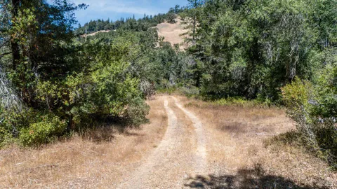 a view of a forest with a tree