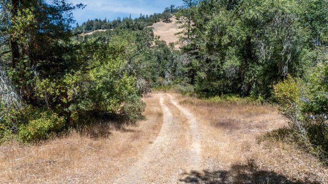 a view of a forest with a tree