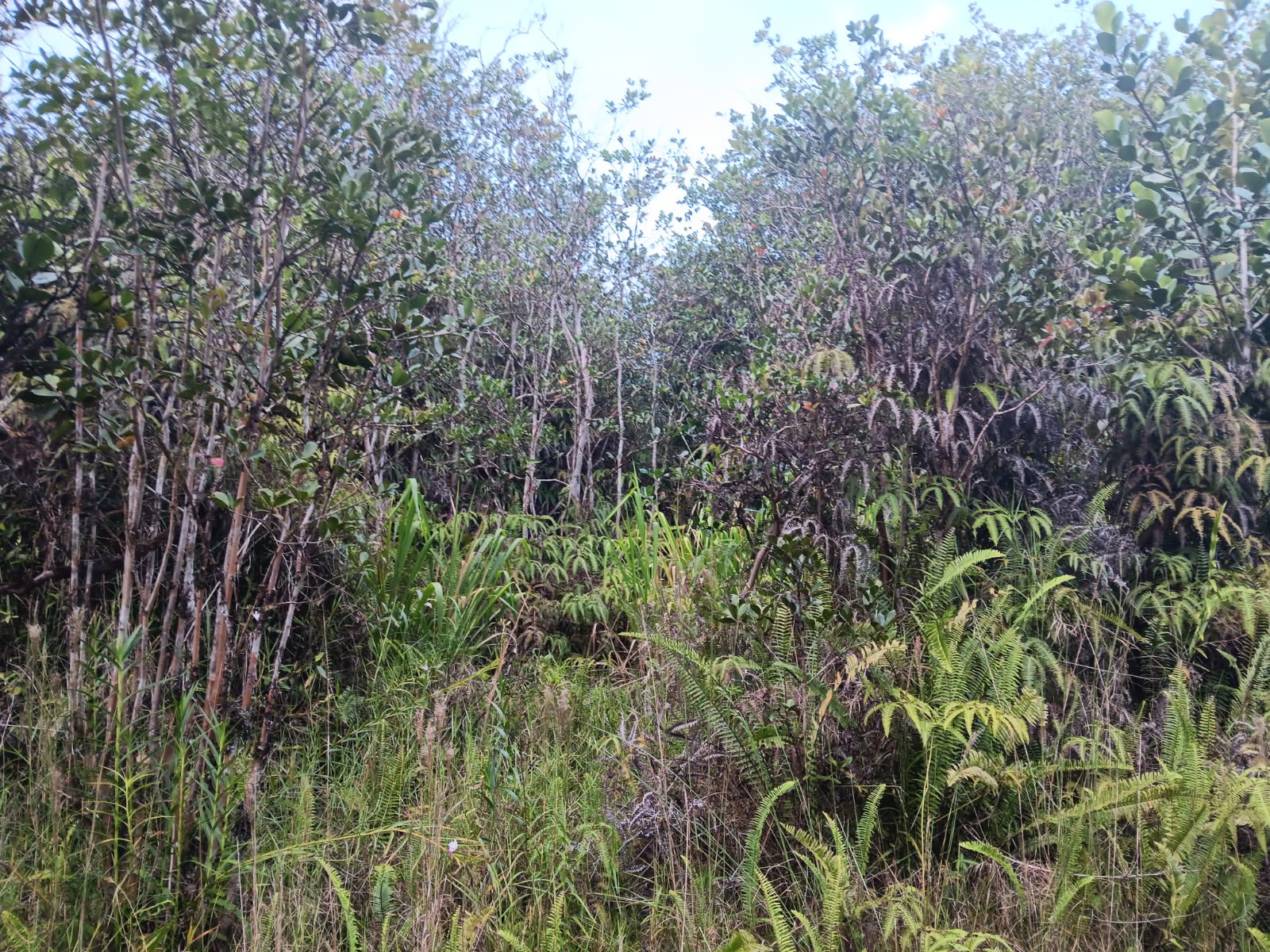 3313 Road 3 (hopue) Mountain View Mountain View, HI 96771 - Photo 1 of 1 a view of a garden