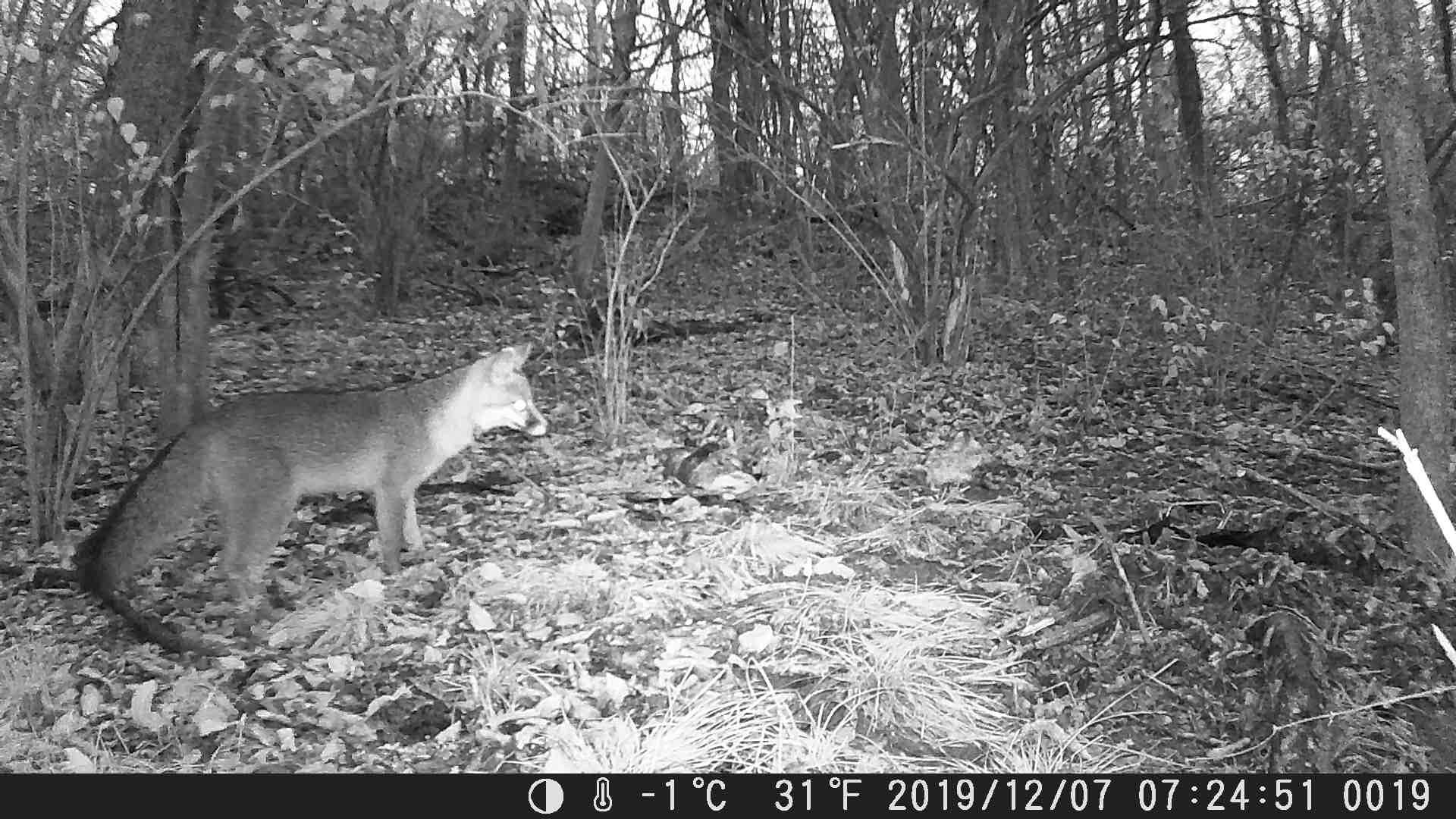 405 Lone Oak Road Wilmore, KY 40390 - Photo 77 of 81 LoneOak (2)