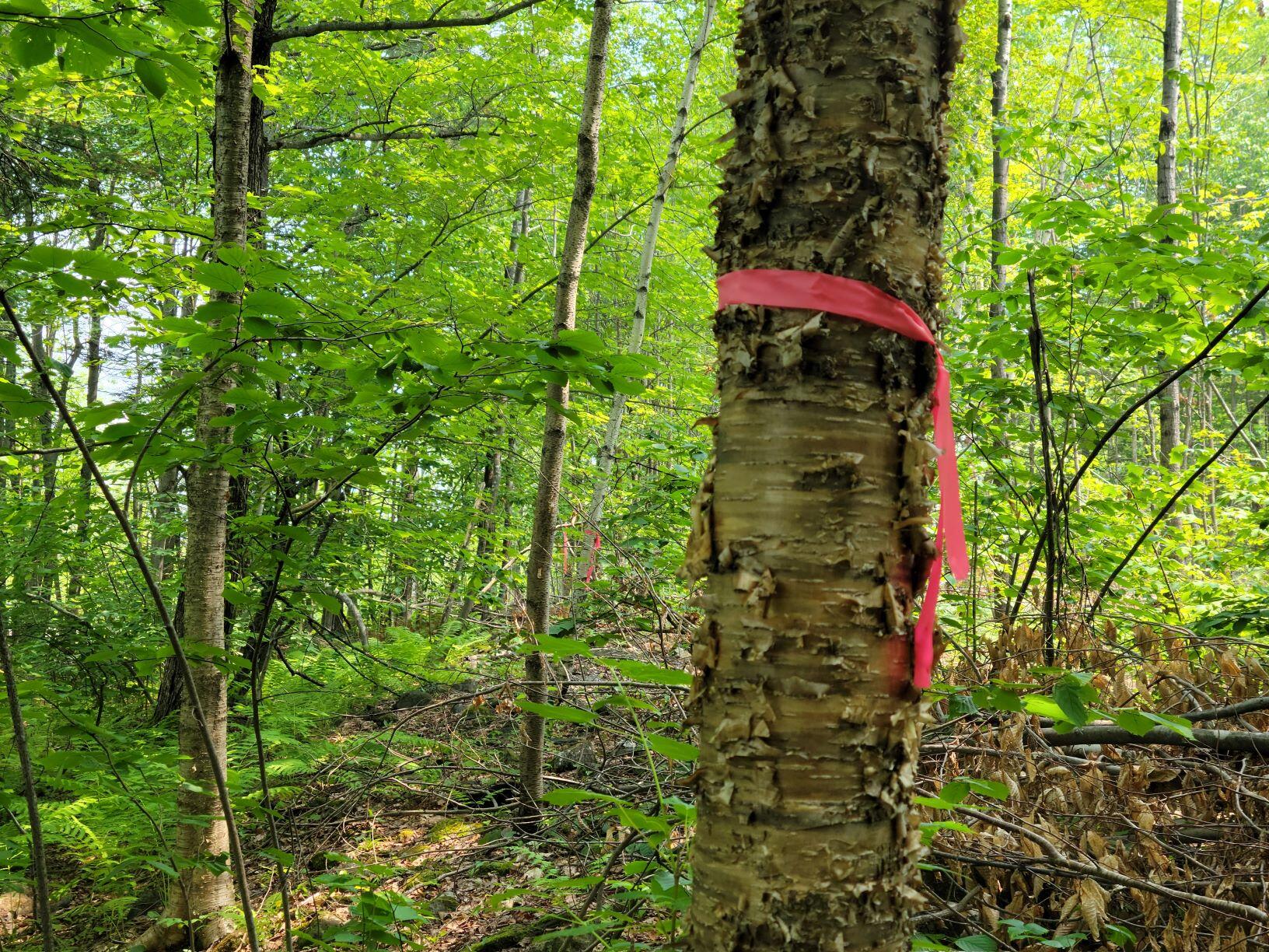 0 Owen Mann Road Farmington, ME 04938 - Photo 7 of 11 North boundary line