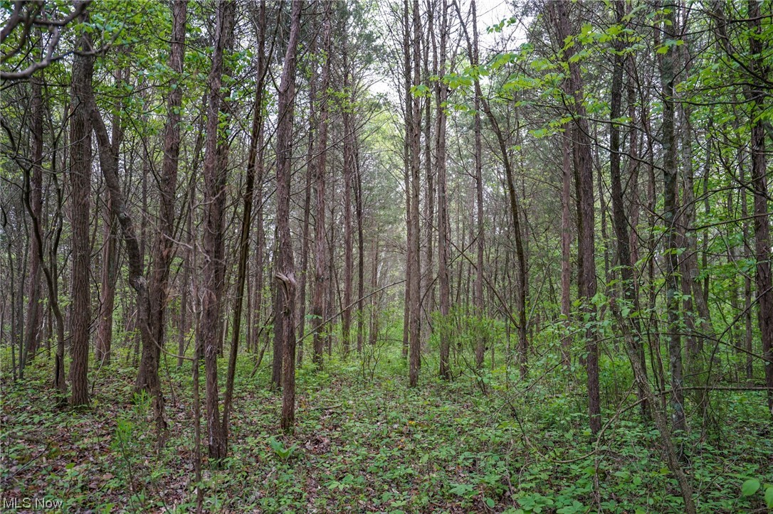 Hill Road Blue Creek, OH 45616 - Photo 13 of 26 Gallery Image 13