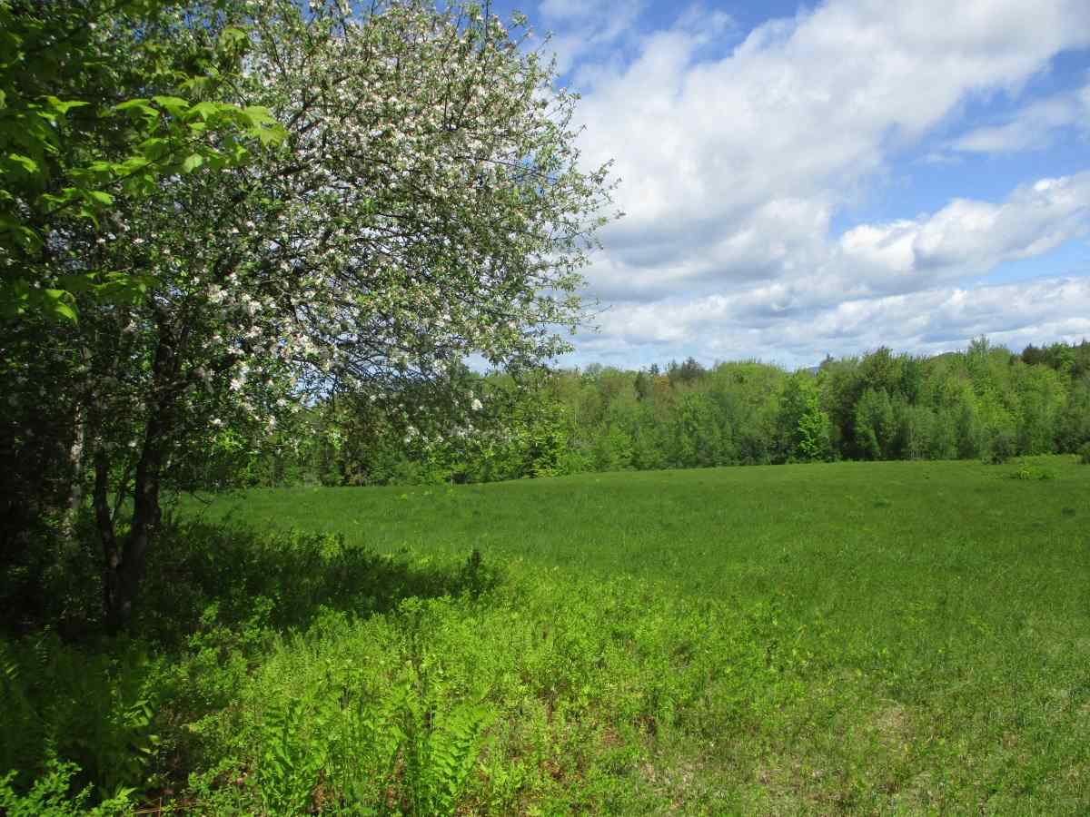 0 Richard Woolcutt Road Wolcott, VT 05680 - Photo 1 of 10