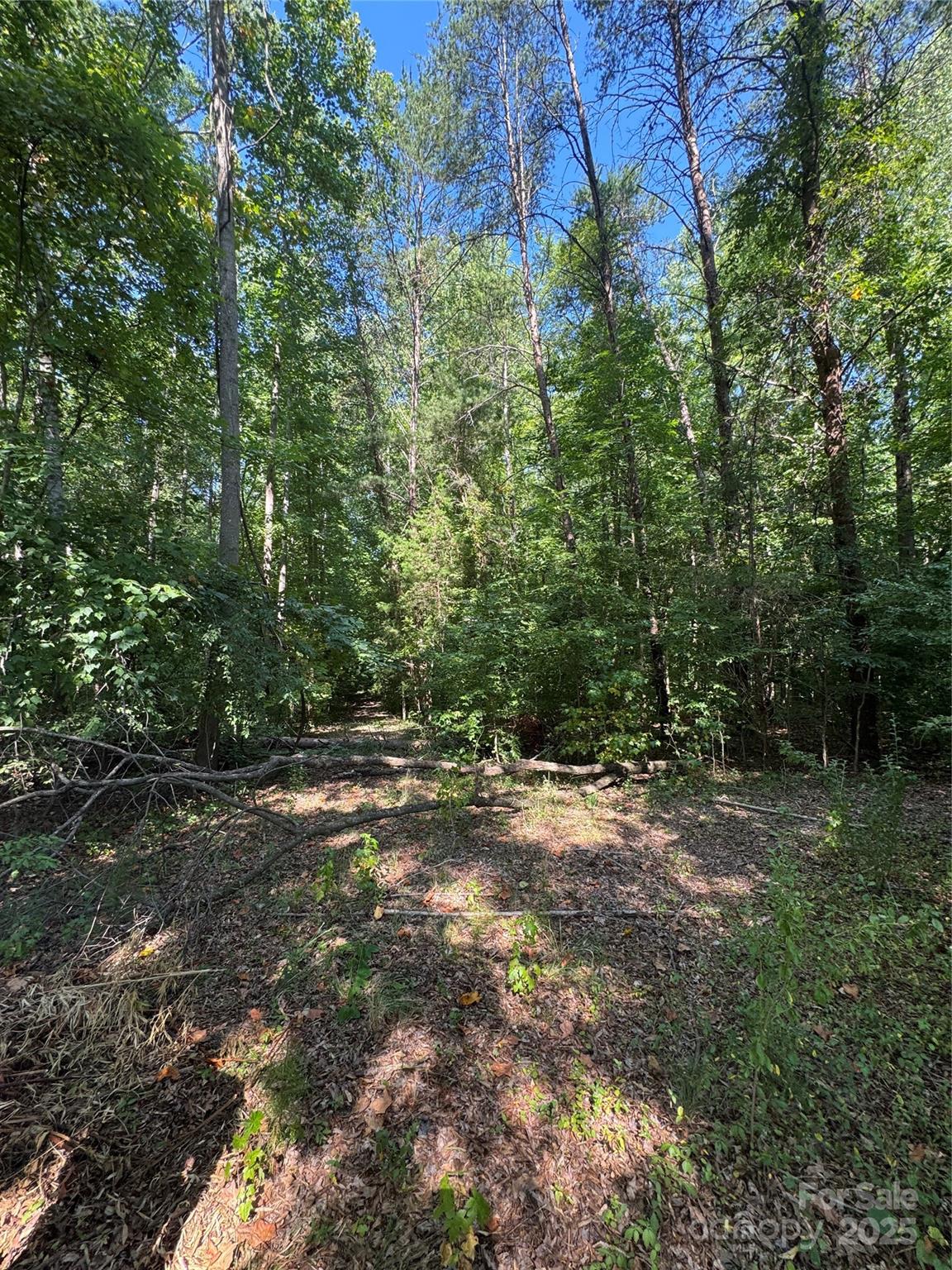 3400 Pleasant Road Fort Mill, SC 29708 - Photo 13 of 19 a view of a yard with a tree