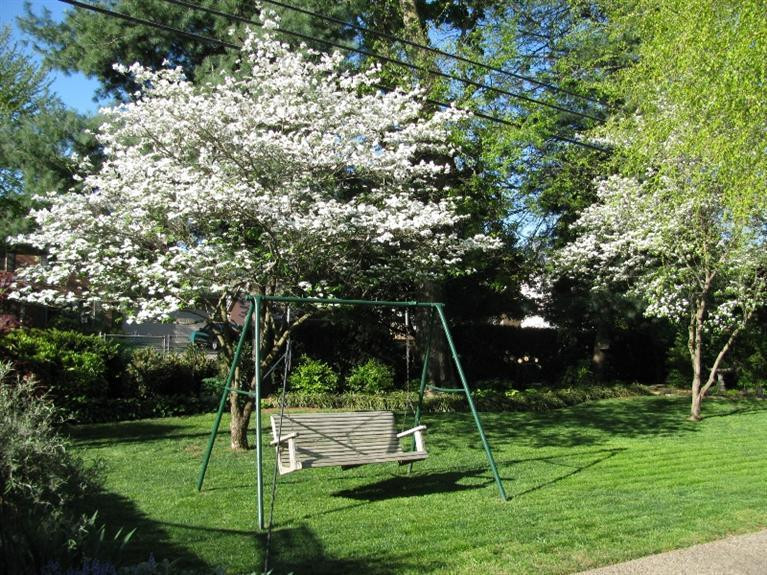 3458 Snaffle Road Lexington, KY 40513 - Photo 26 of 32 Spring-blooming dogwood trees in backyar