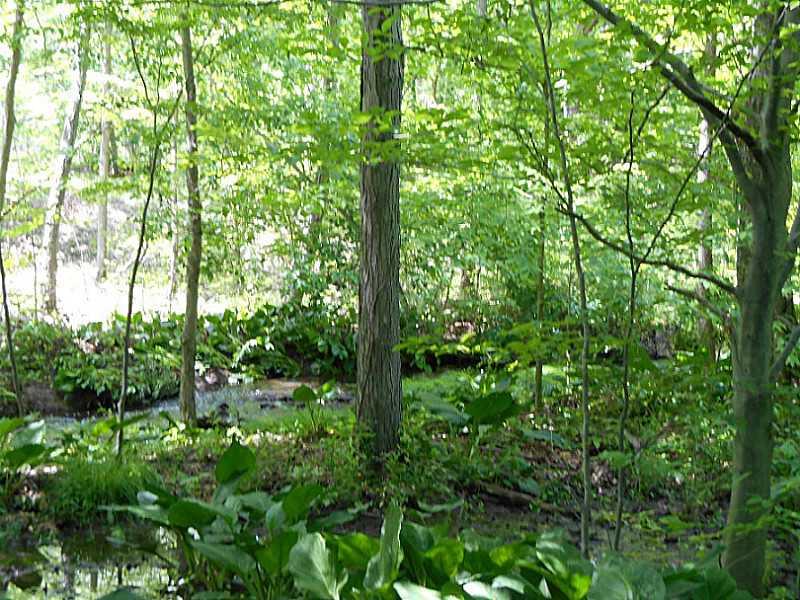 6183 Scott Road Jamestown, PA 16134 - Photo 23 of 25 Yard/Garden. Beautiful Wooded Property with Creek