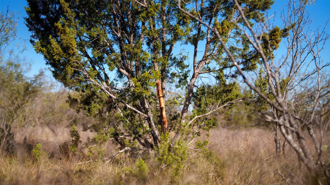 532 County Road 468 Rochelle, TX 76872 - Photo 4 of 39 View of tree filled area