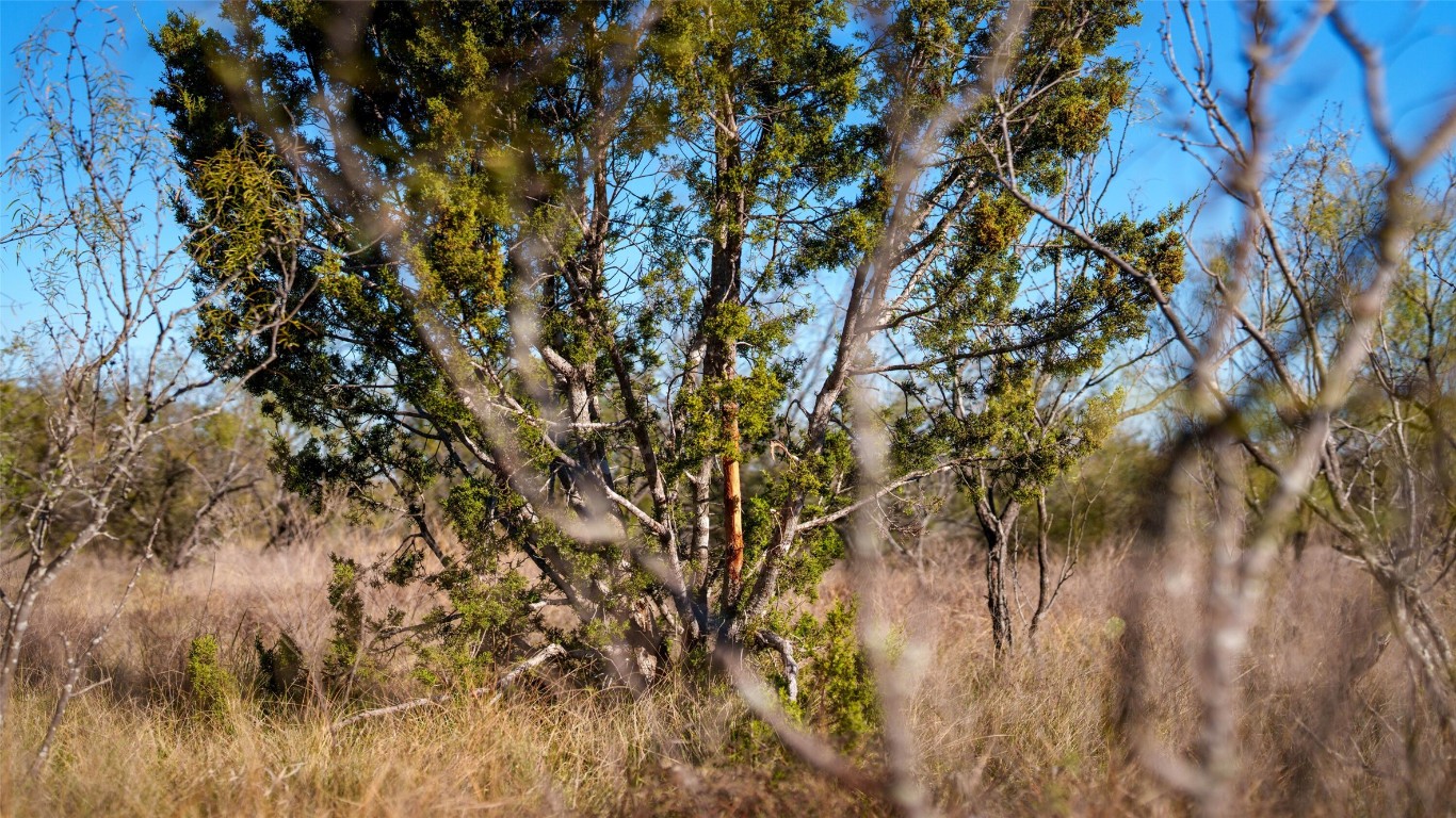 532 County Road 468 Rochelle, TX 76872 - Photo 6 of 39 View of local wilderness