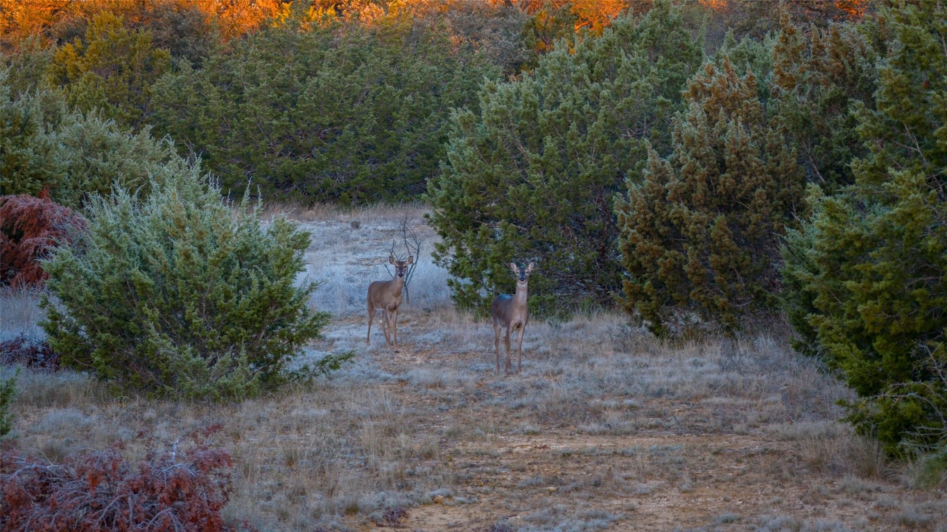 532 County Road 468 Rochelle, TX 76872 - Photo 9 of 39 View of local wilderness