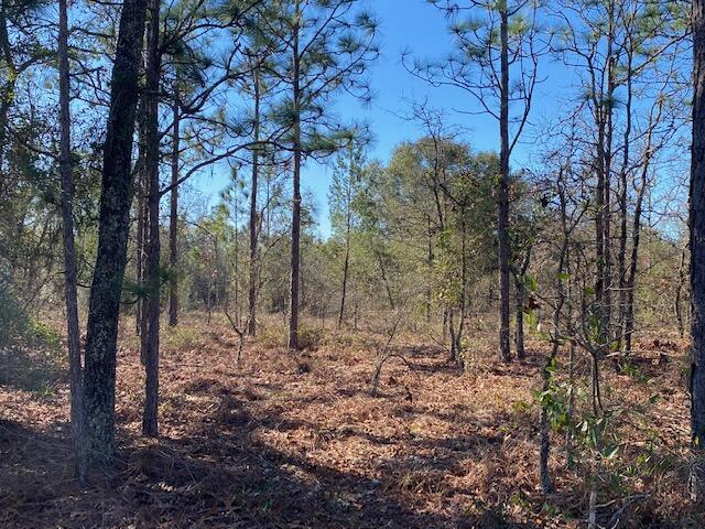 4-acres Patch Road DeFuniak Springs, FL 32433 - Photo 2 of 7 IMG_2748