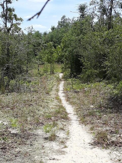 4-acres Patch Road DeFuniak Springs, FL 32433 - Photo 6 of 7 Resized_20210522_130600