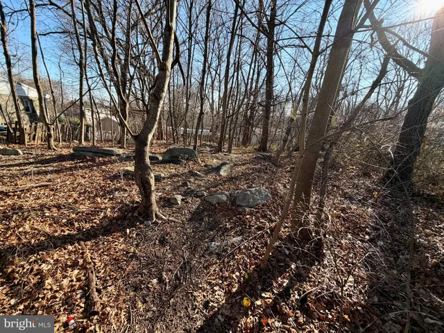 a view of a yard with plants and trees